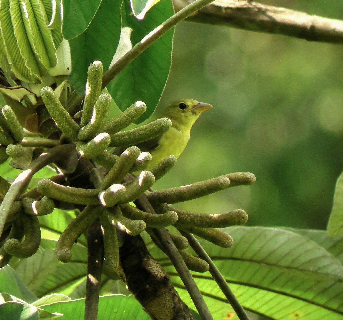 Scharlachkardinal - ML647174845