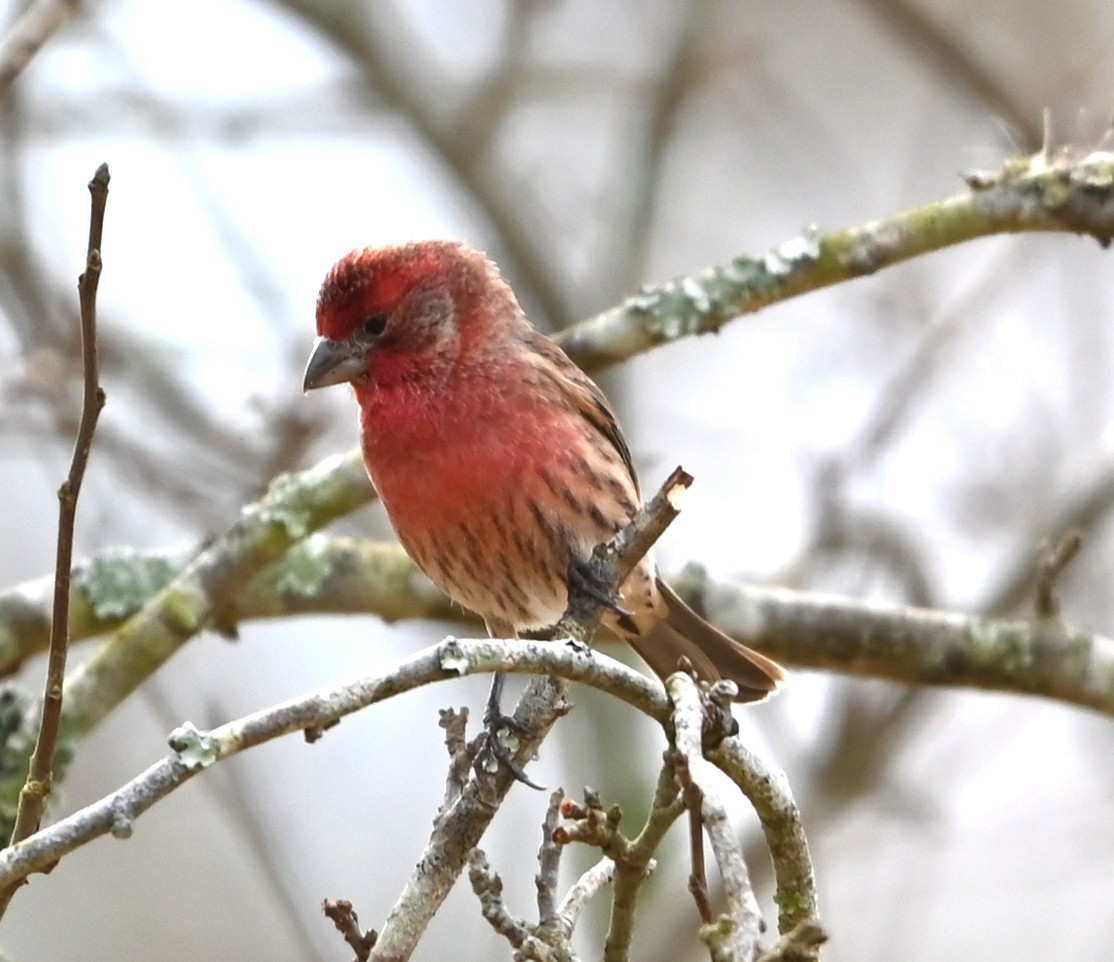Чечевиця садова - ML647174852
