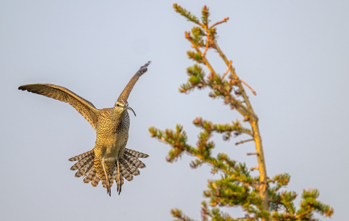 Куріпка біла - ML647174854