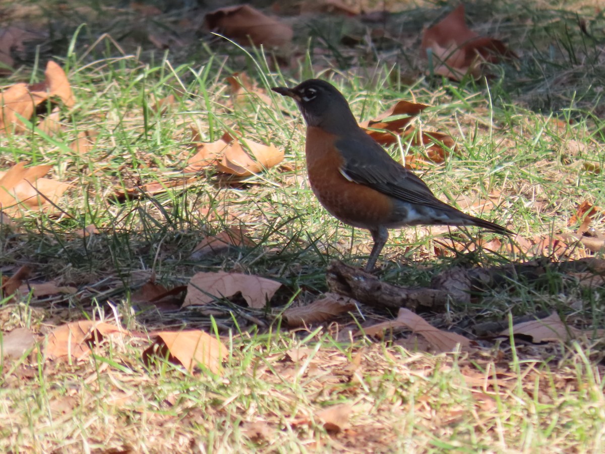 Дрізд мандрівний - ML647174855
