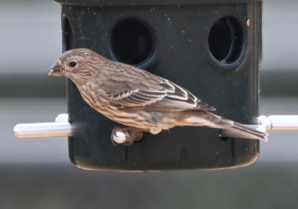 Чечевиця садова - ML647174856