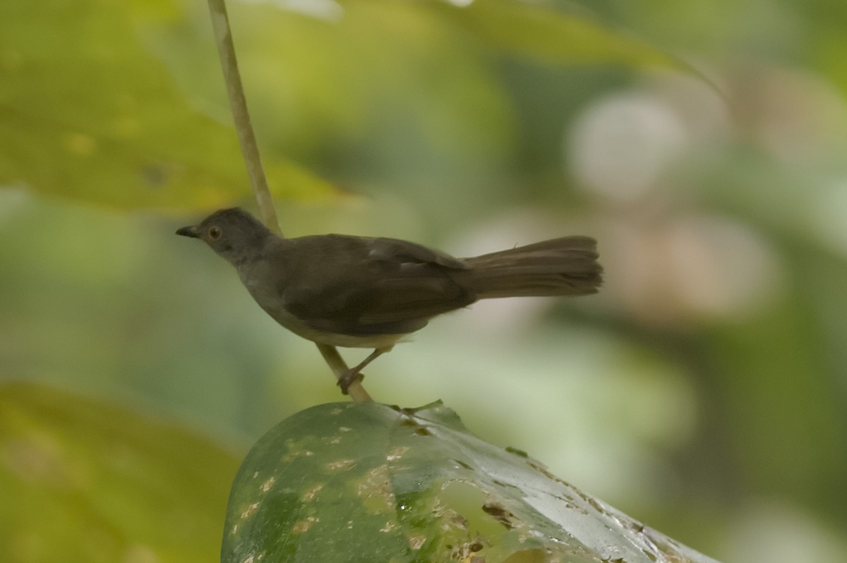 Бюльбюль золотоокий - ML647174858