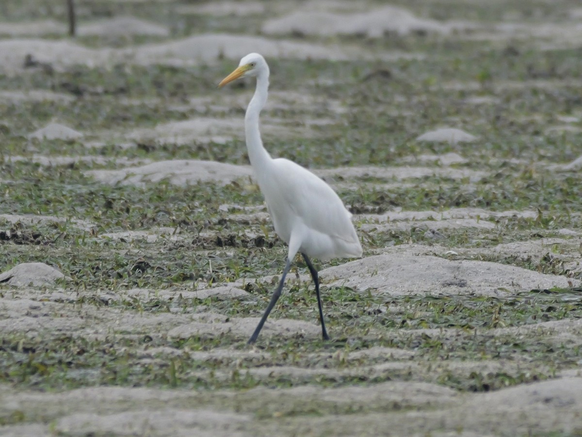 Чапля велика - ML647174859