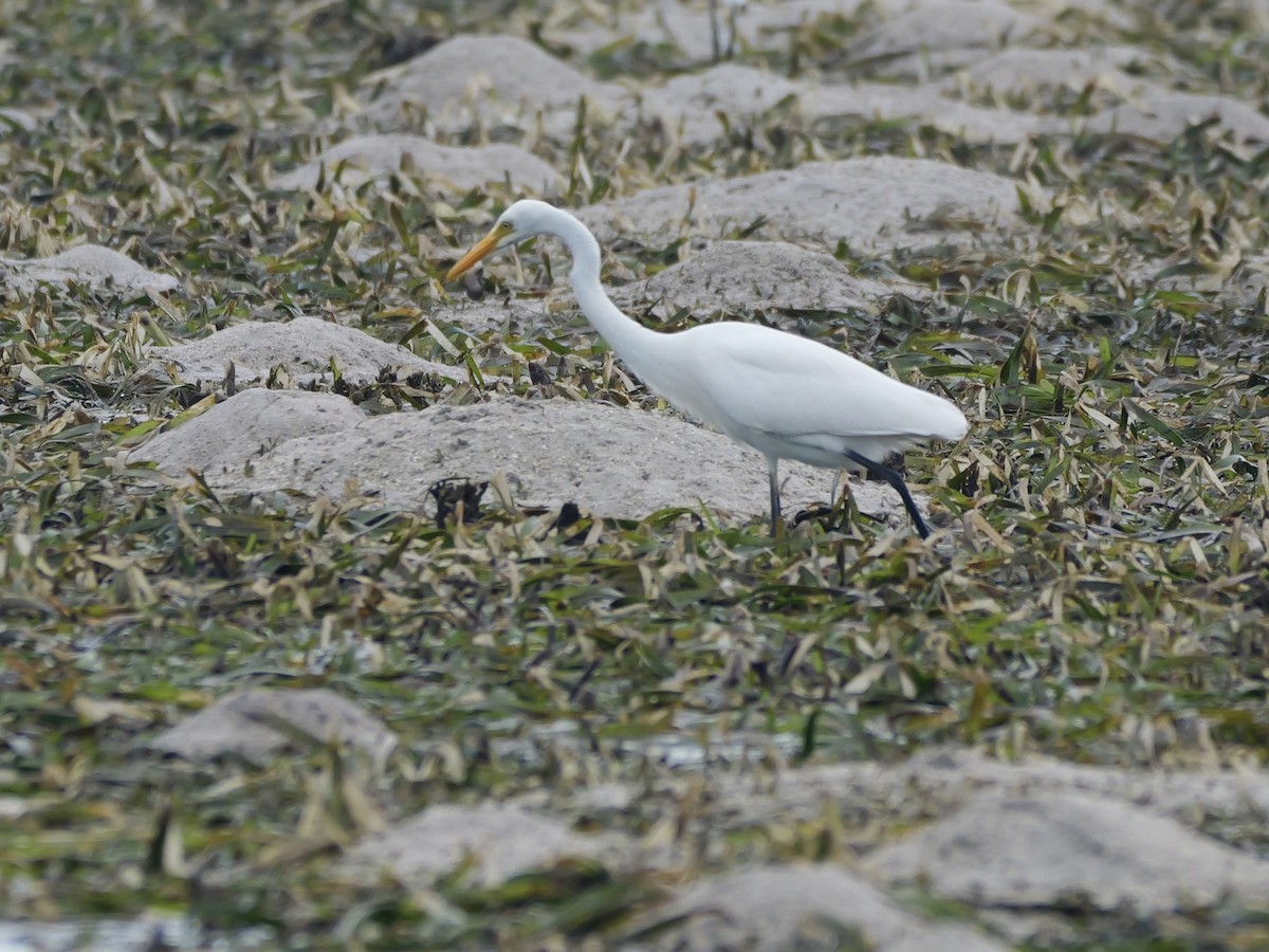 Чапля велика - ML647174860