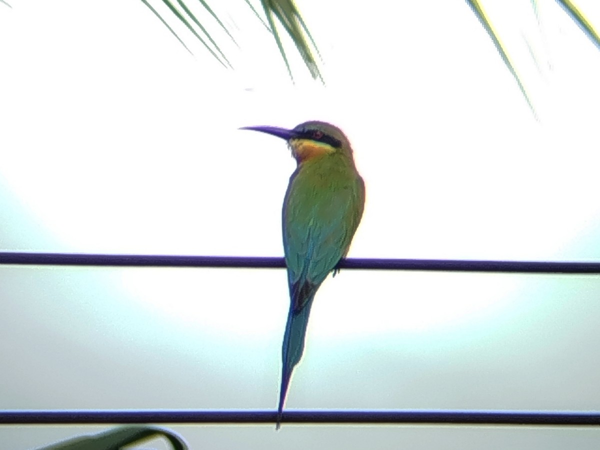 Бджолоїдка синьохвоста - ML647174861