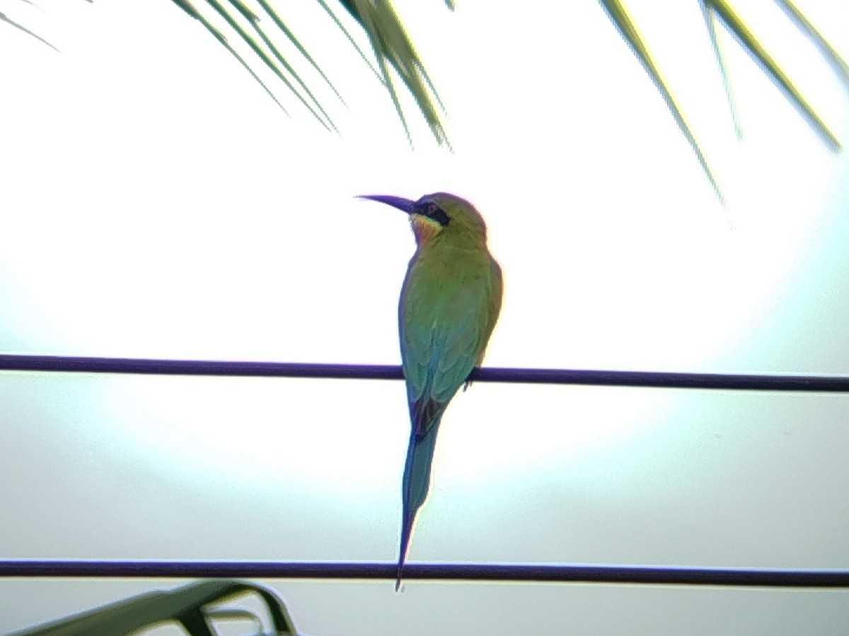 Бджолоїдка синьохвоста - ML647174862