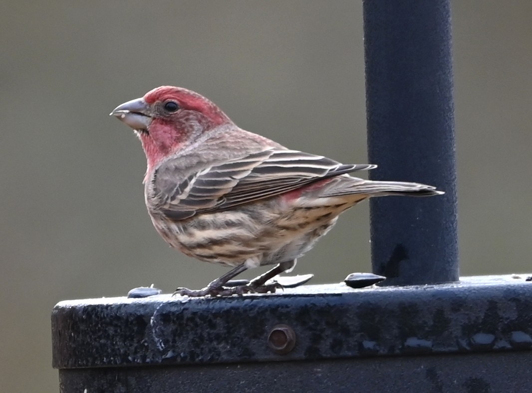 Чечевиця садова - ML647174864