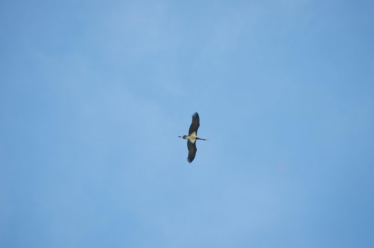 Лелека чорний - ML647174865