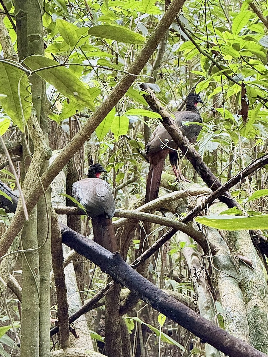 Пенелопа чубата - ML647174867