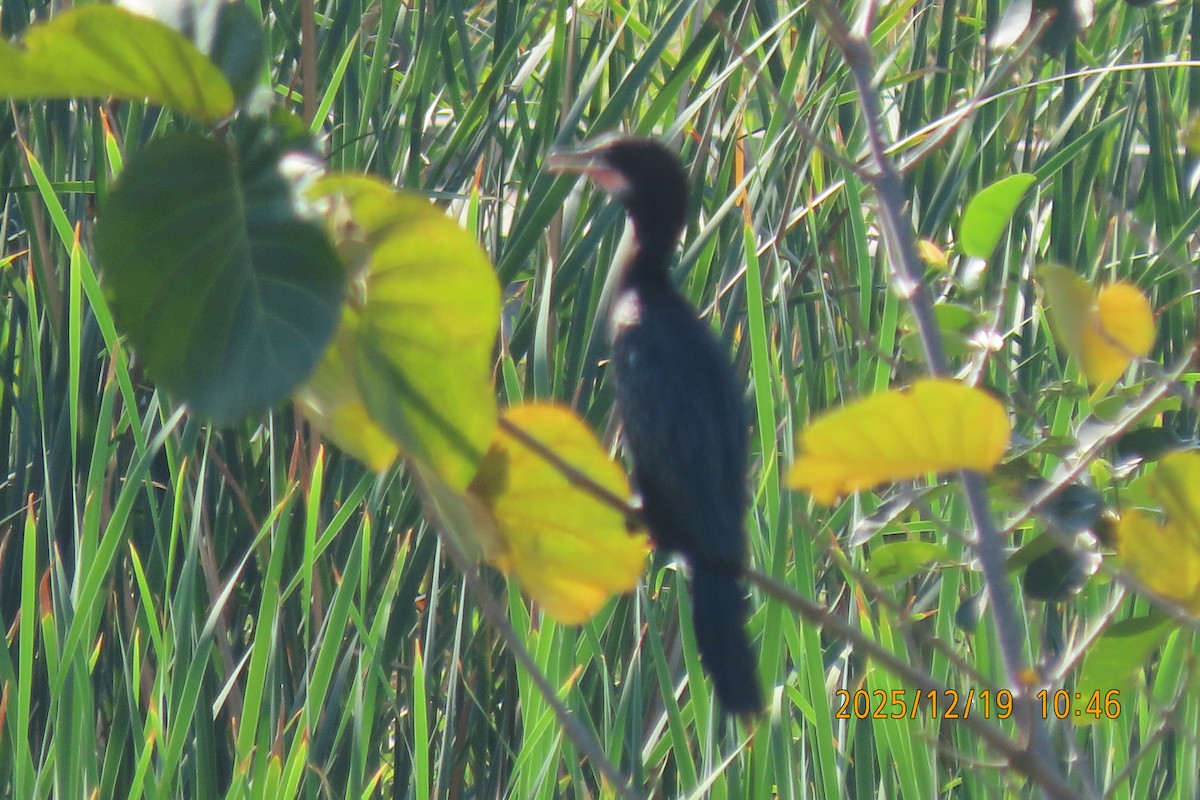 Баклан яванський - ML647174868
