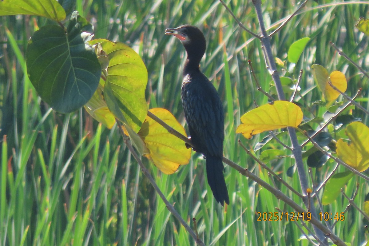 Баклан яванський - ML647174869