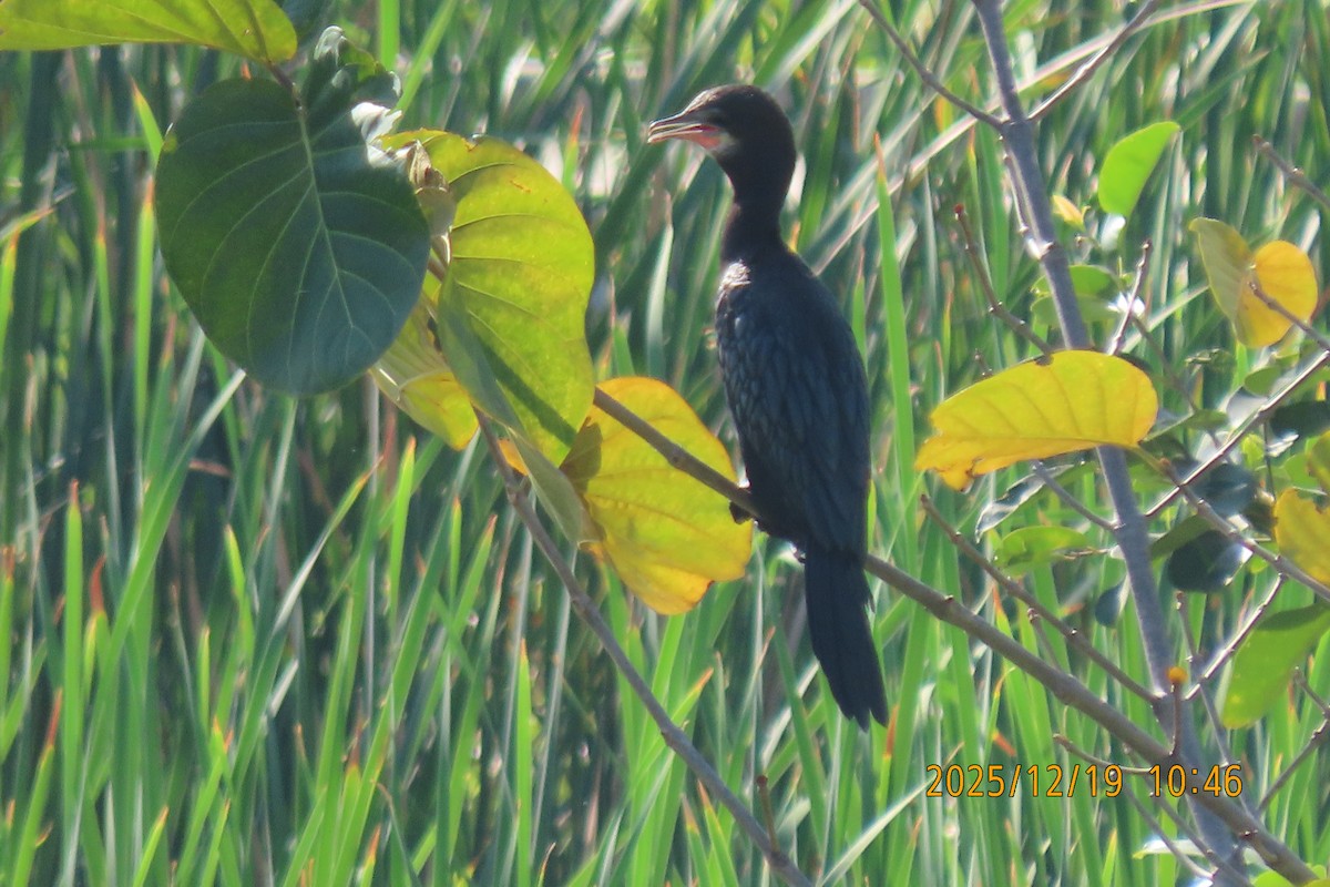 Баклан яванський - ML647174870