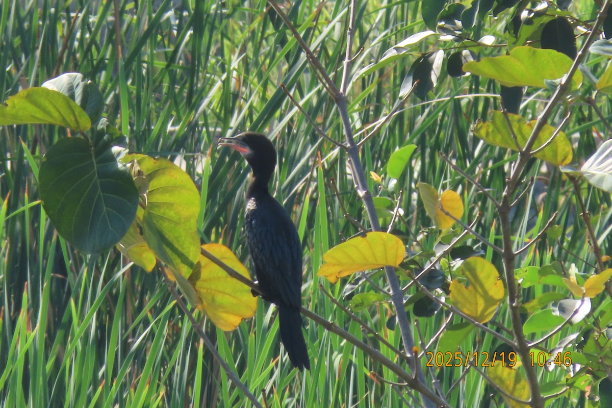 Баклан яванський - ML647174871