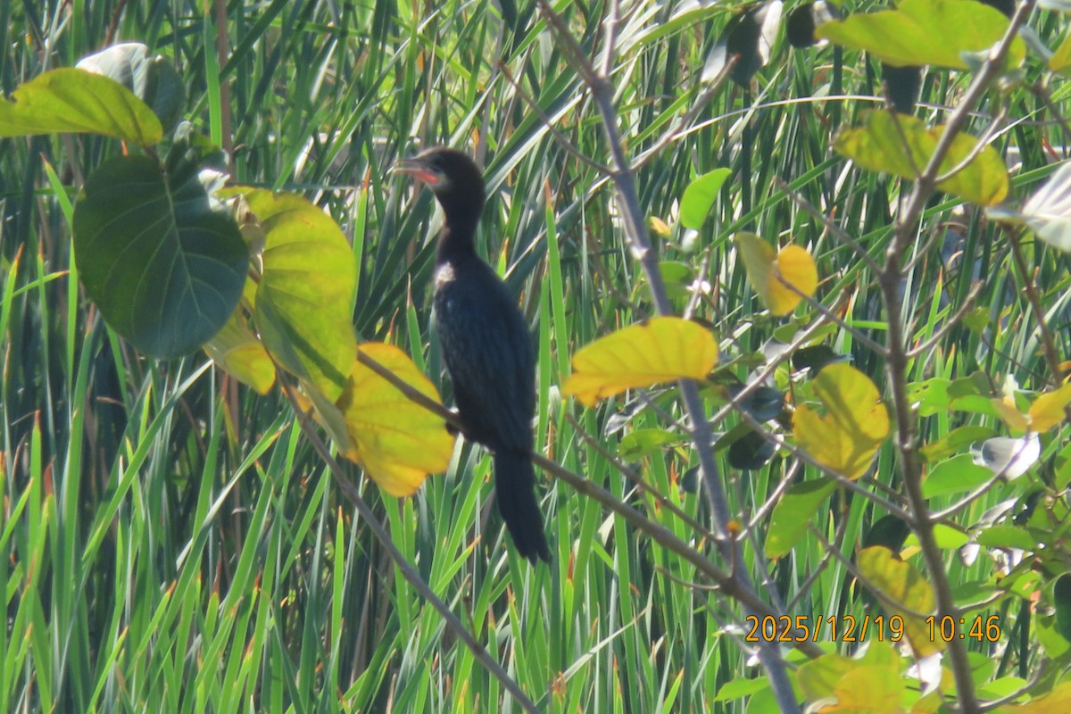 Баклан яванський - ML647174872