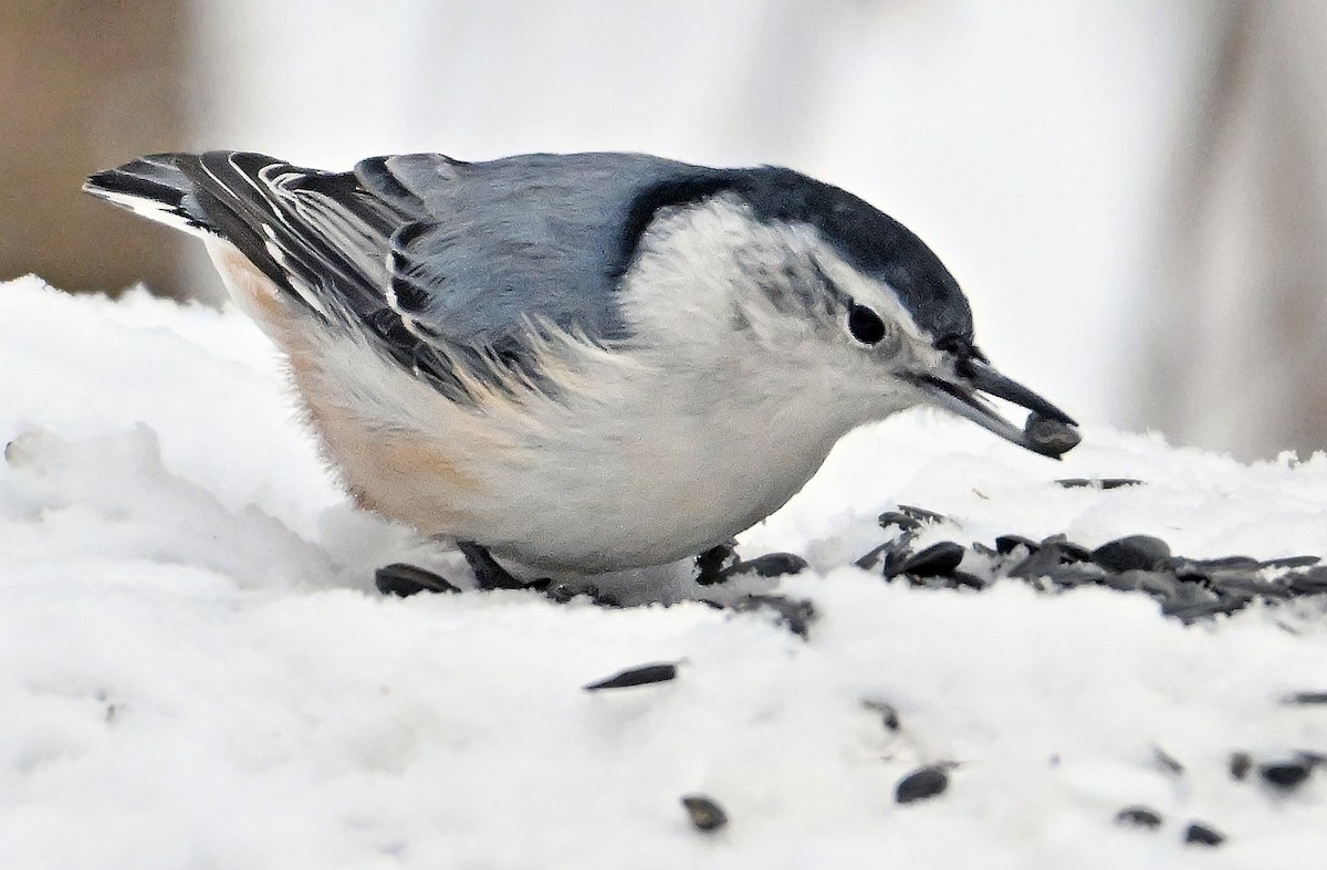 Повзик каролінський - ML647174873