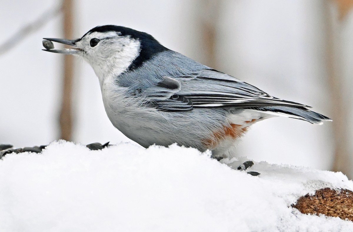 Повзик каролінський - ML647174875