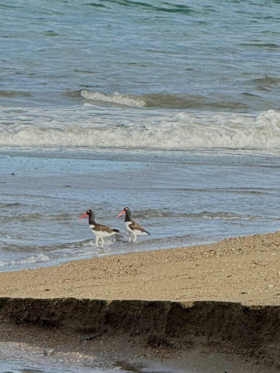 Кулик-сорока американський - ML647174878