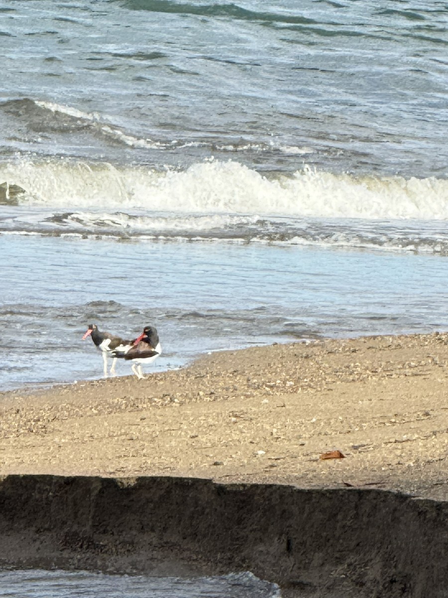 Кулик-сорока американський - ML647174879