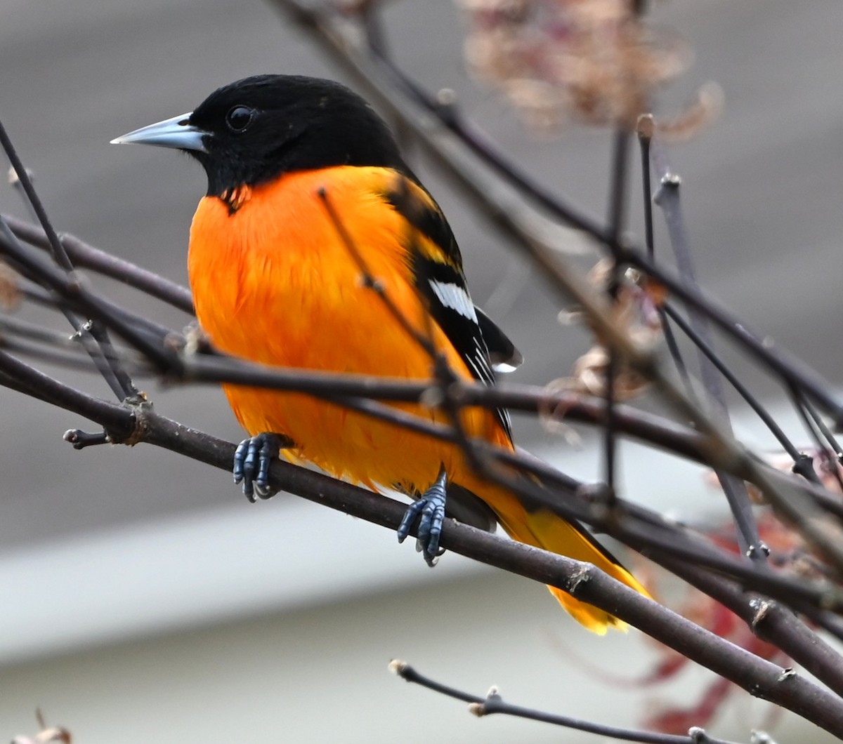 Трупіал балтиморський - ML647174880