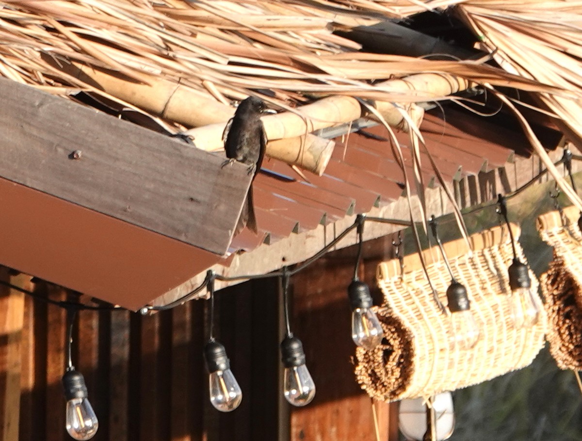 Дронго сірий - ML647174881