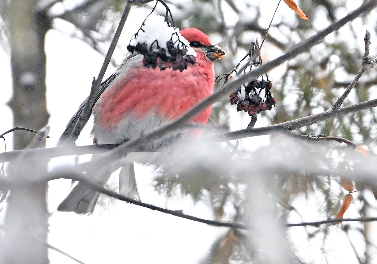 Смеречник тайговий - ML647174882
