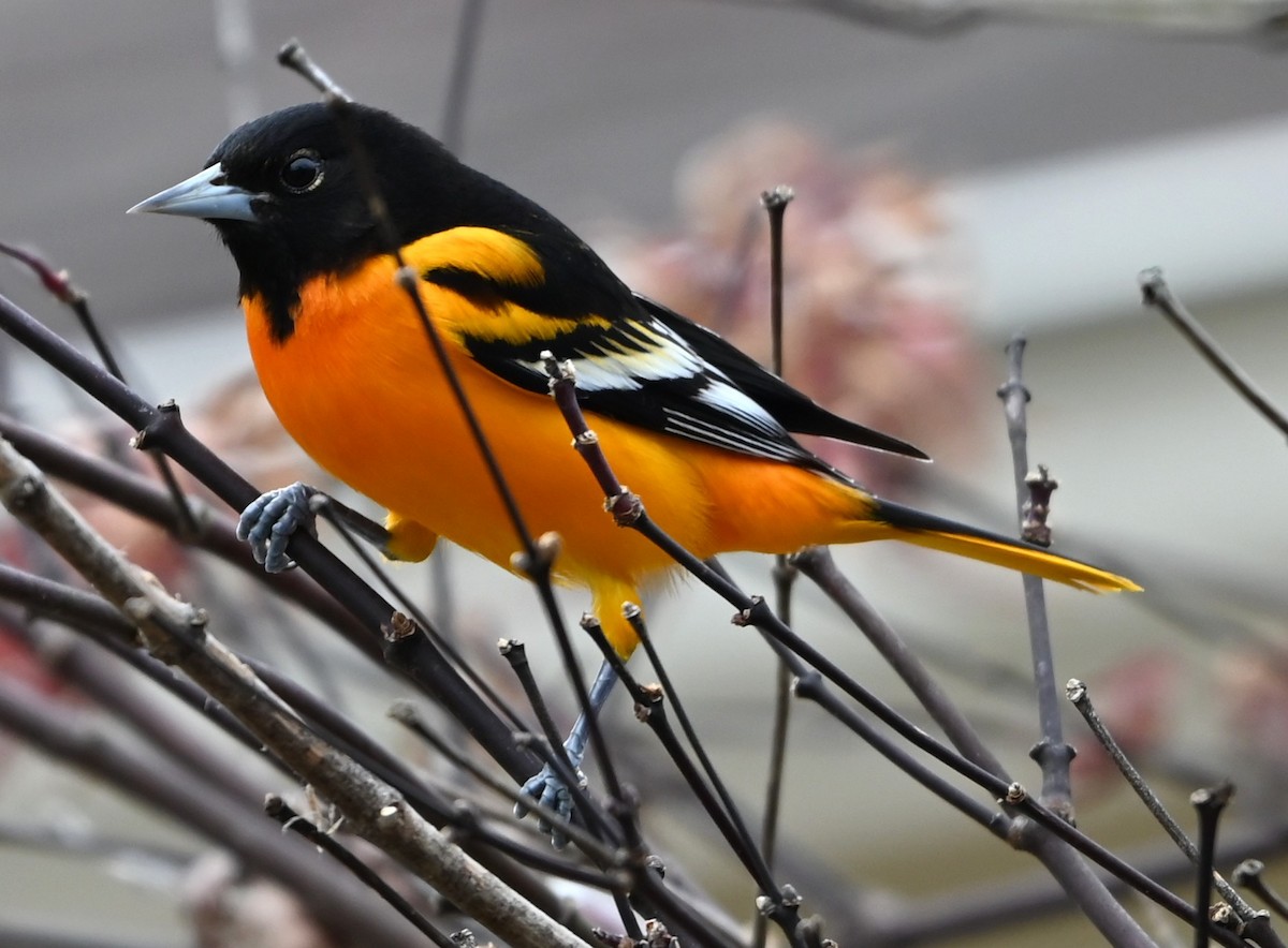 Трупіал балтиморський - ML647174884