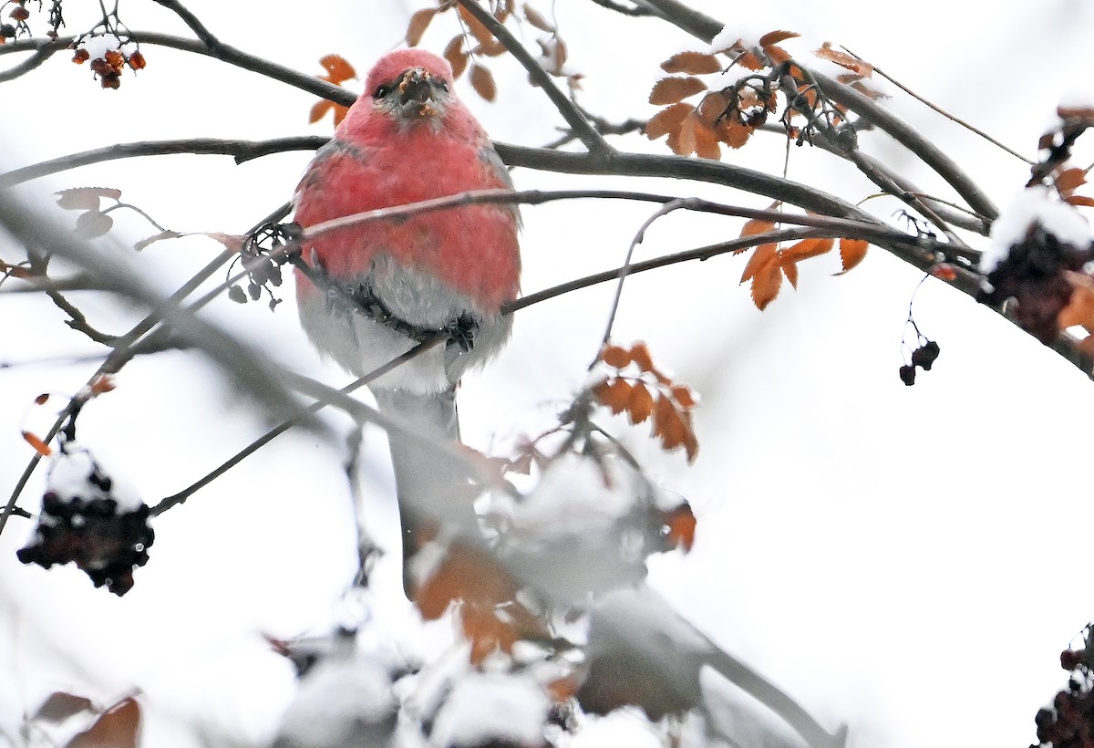 Смеречник тайговий - ML647174885