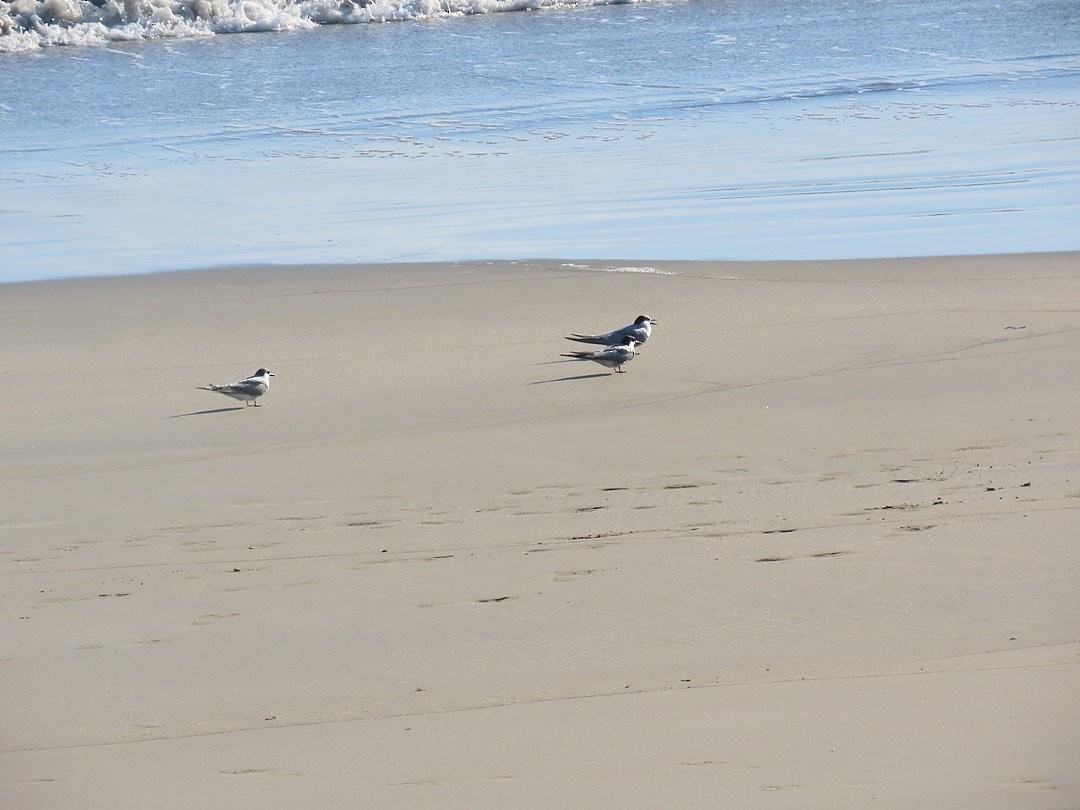 アジサシ - ML647174918