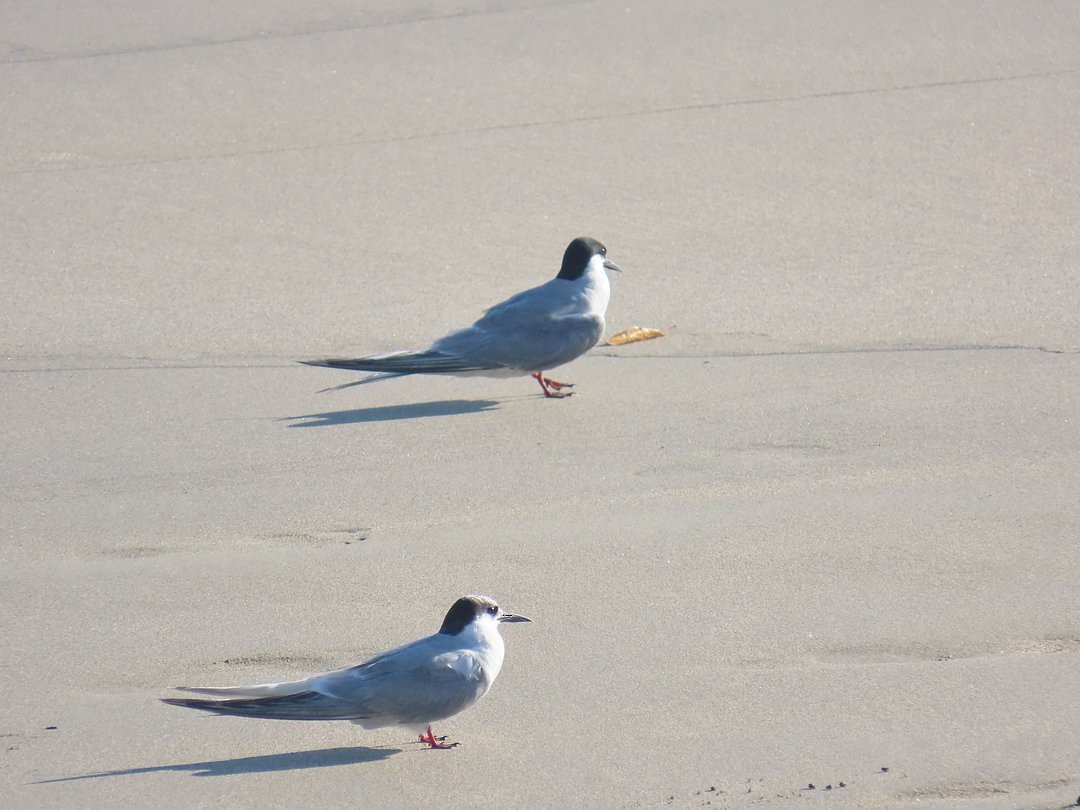 アジサシ - ML647174920