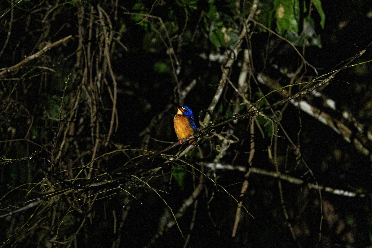 ledňáček modrohřbetý - ML647174921