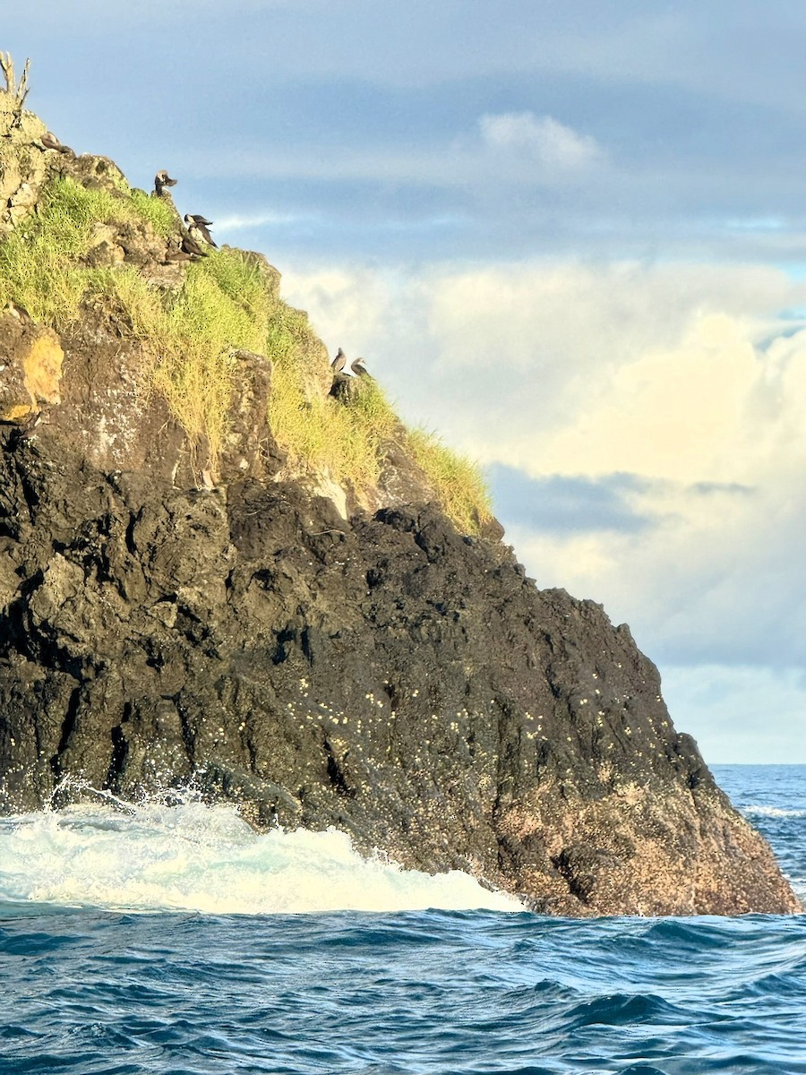 Cocos Booby - ML647174922