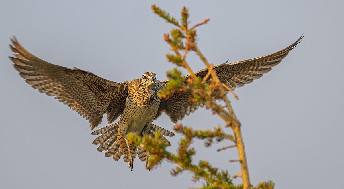 Hudsonian Whimbrel - ML647174926