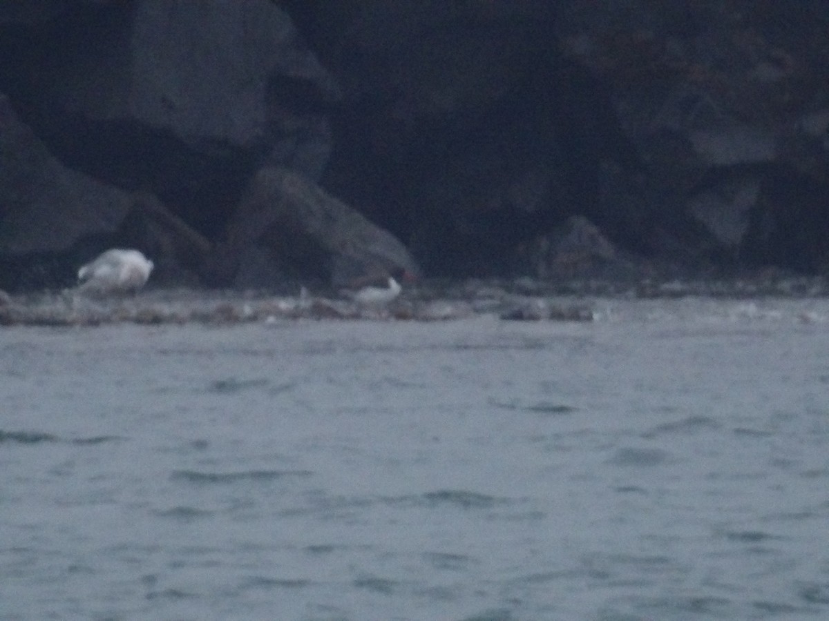 American Oystercatcher - ML647174929