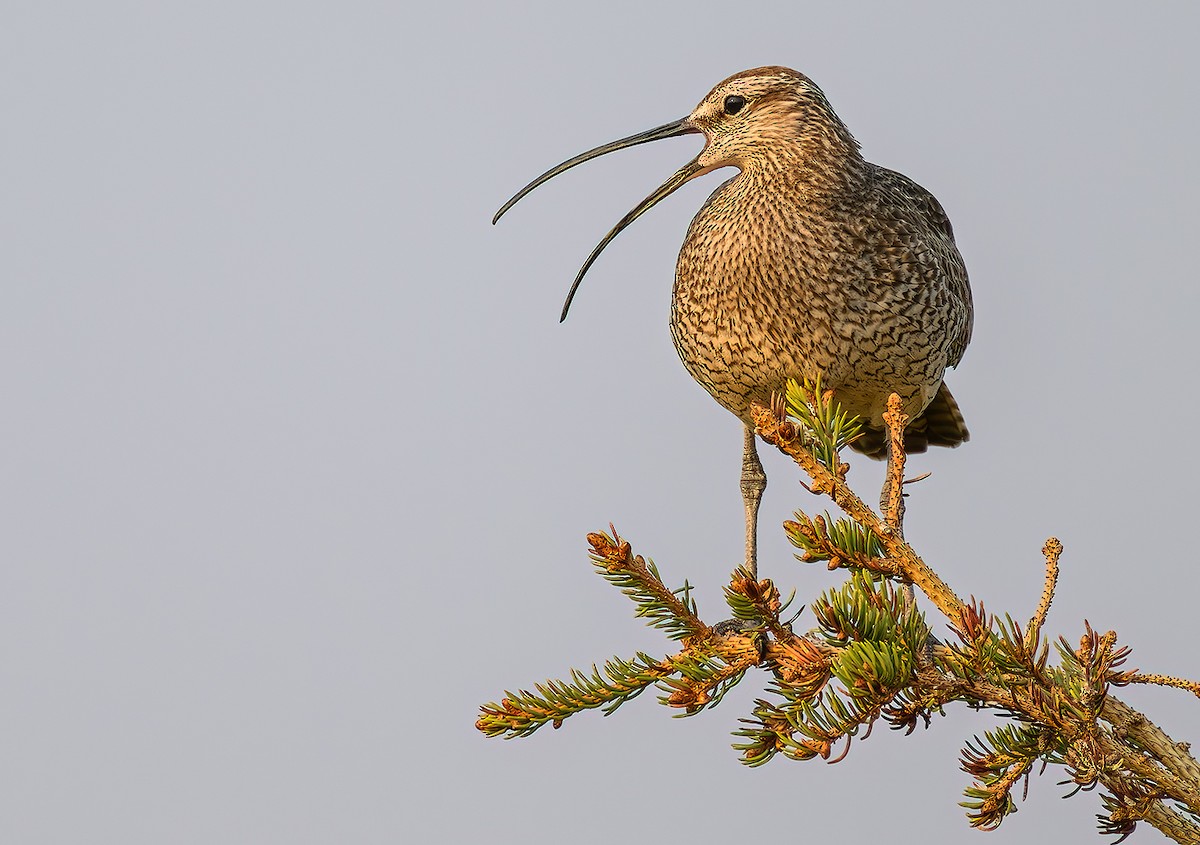 Hudsonian Whimbrel - ML647174930