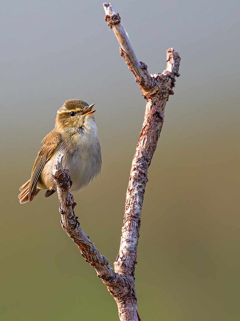 Arctic Warbler - ML647174937