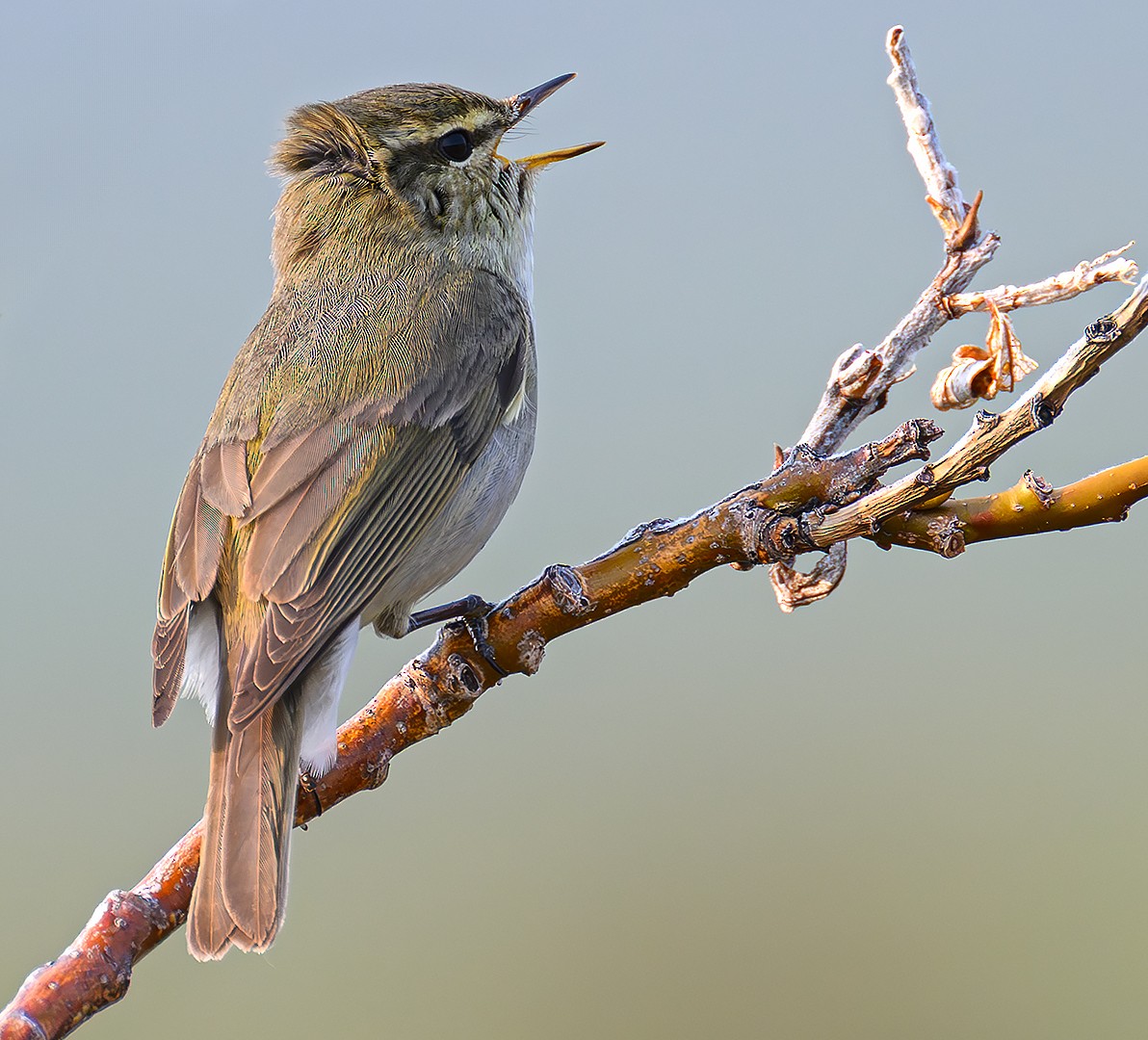 Arctic Warbler - ML647174938