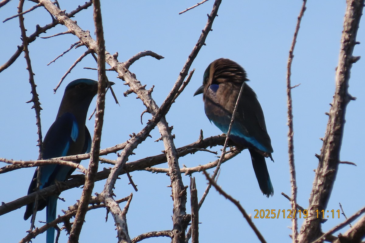 Indochinese Roller - ML647174942