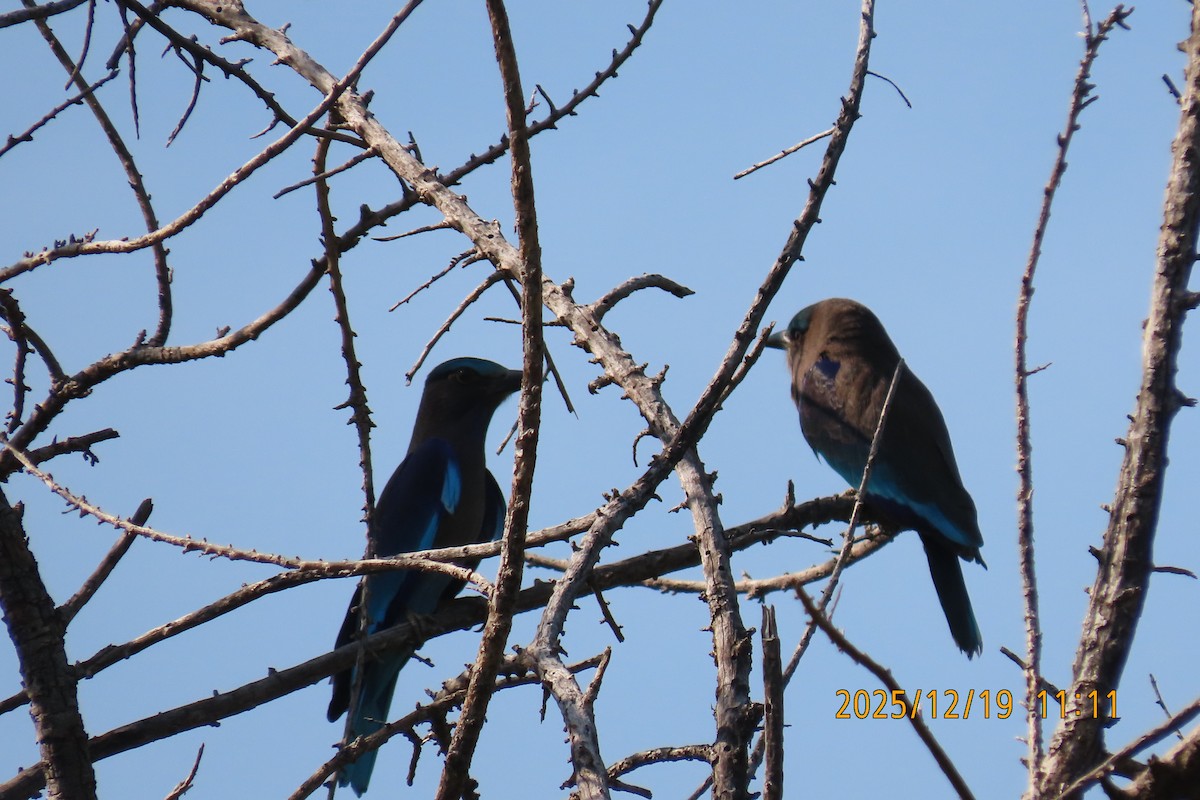 Indochinese Roller - ML647174943