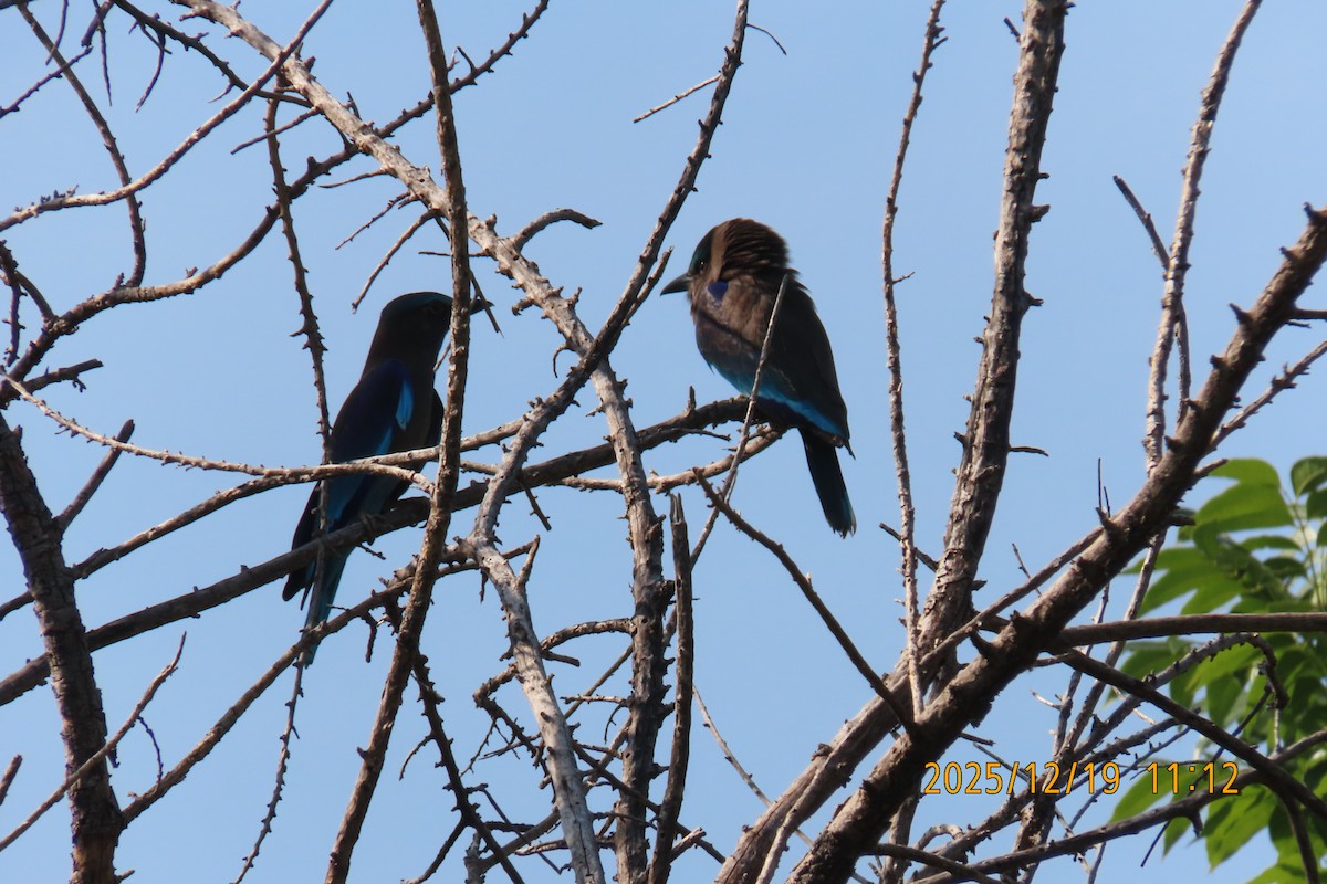 Indochinese Roller - ML647174944