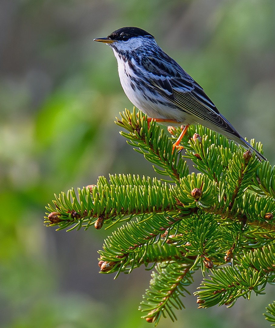 Blackpoll Warbler - ML647174958
