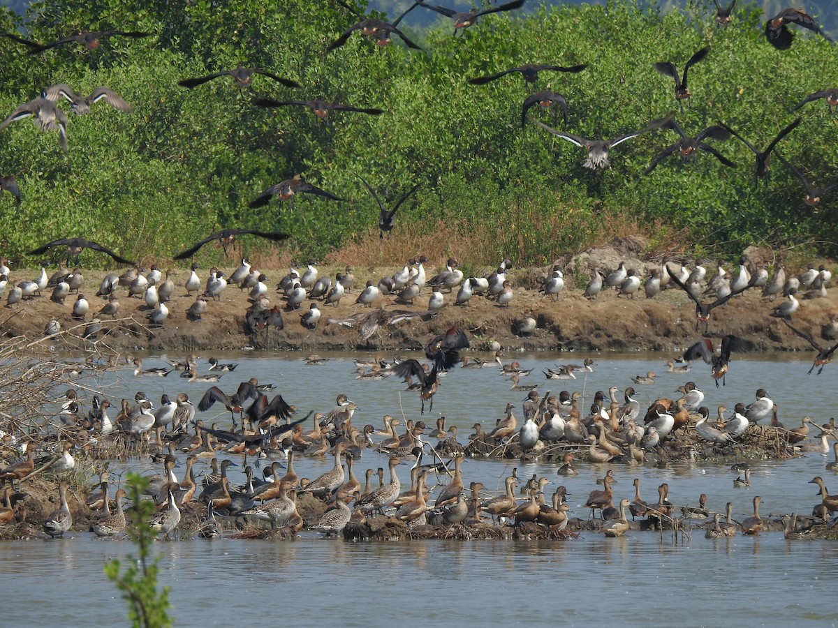 Lesser Whistling-Duck - ML647174983