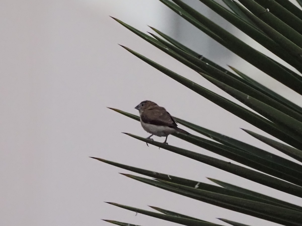 アフリカギンバシ - ML647175024