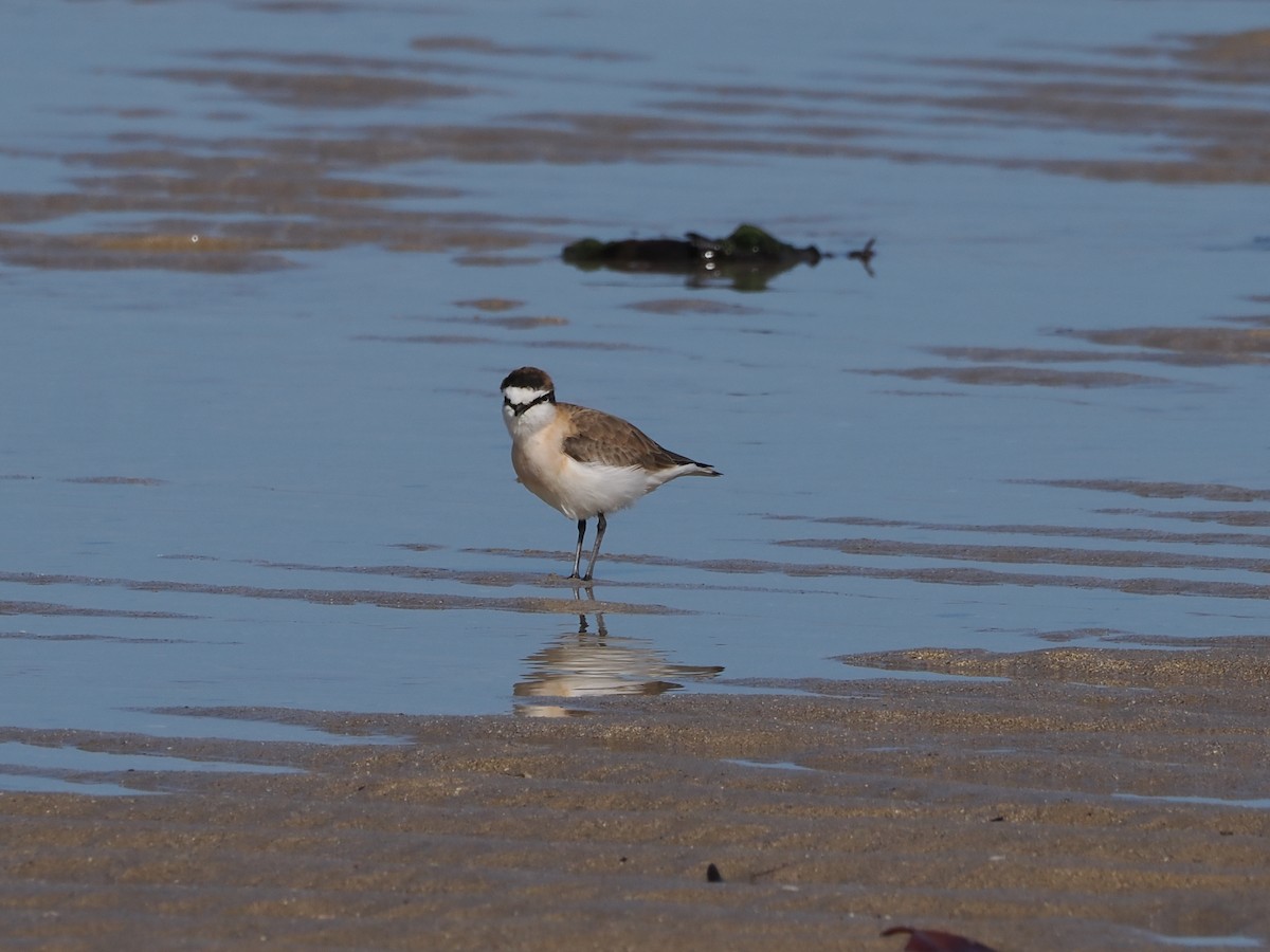 White-fronted Plover - ML647175048