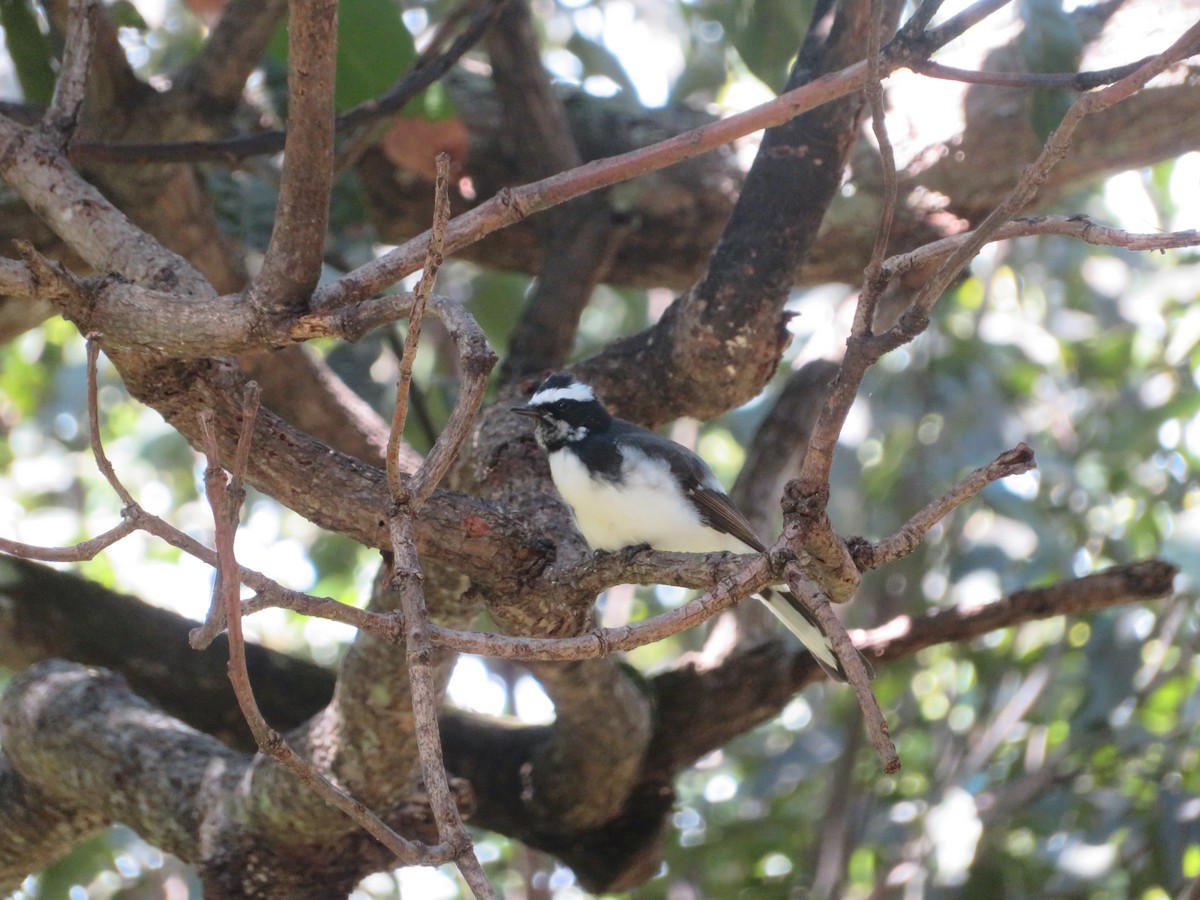 White-browed Fantail - ML647175051