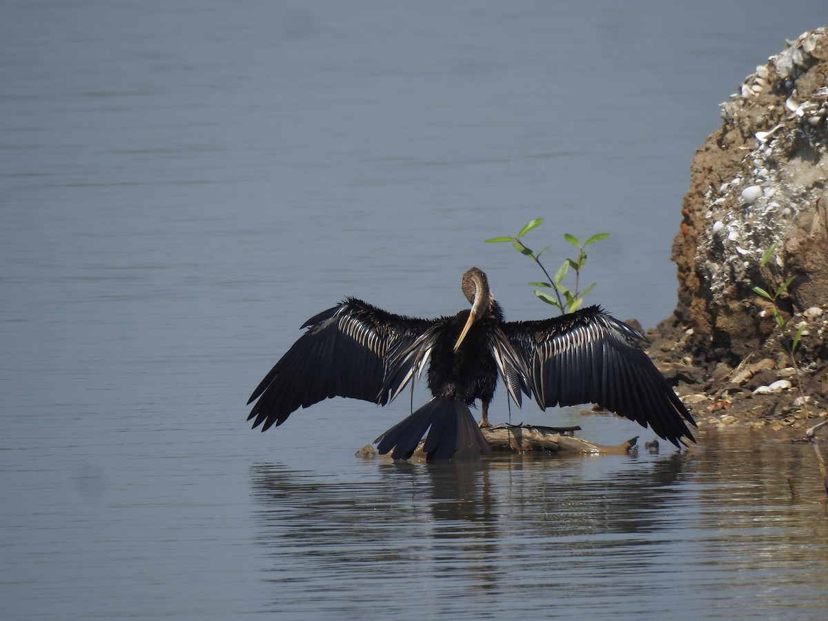 Oriental Darter - ML647175054