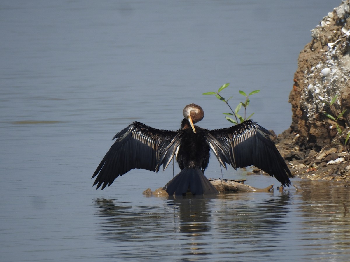 Oriental Darter - ML647175055