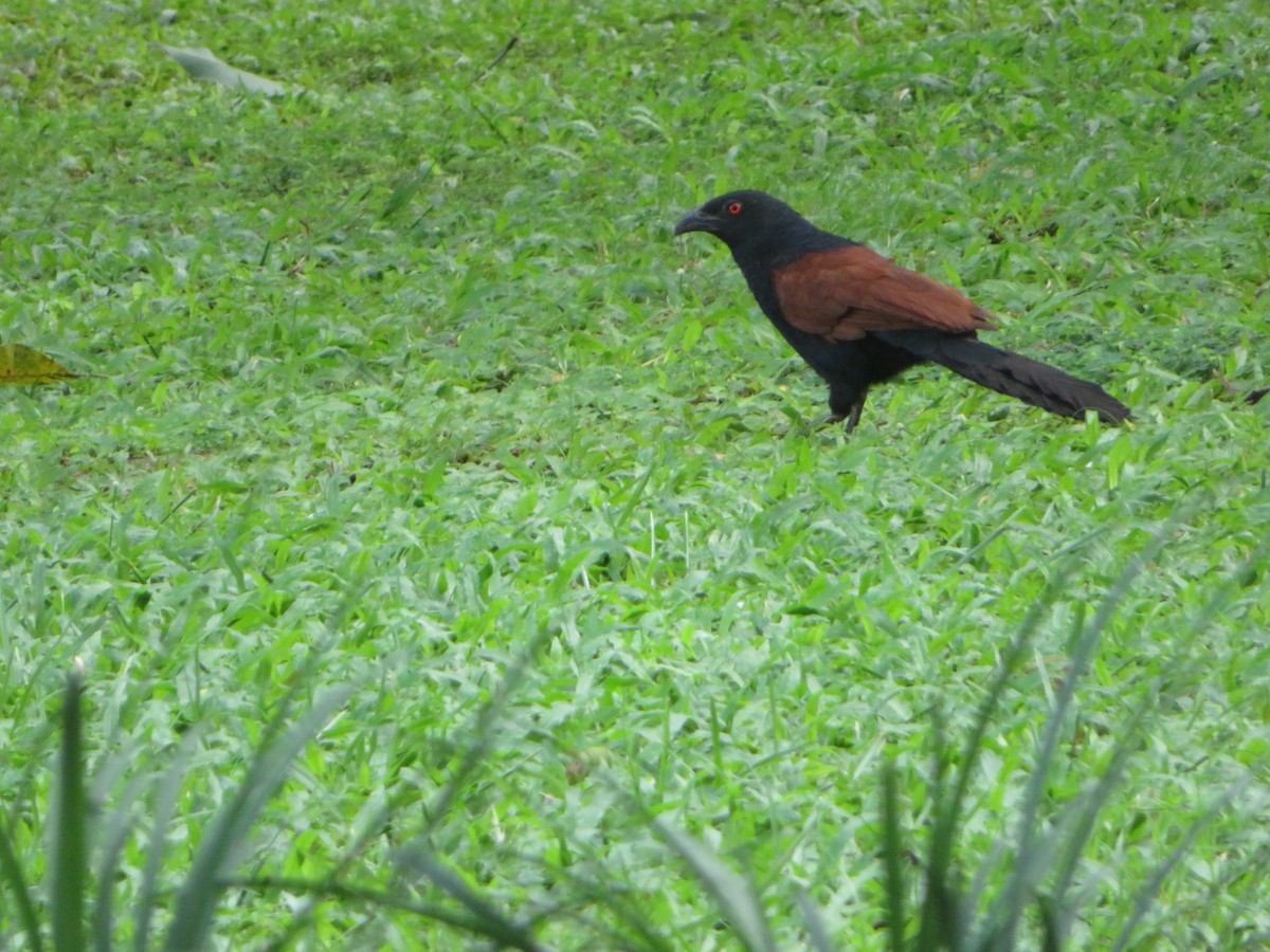 Greater Coucal - ML647175057