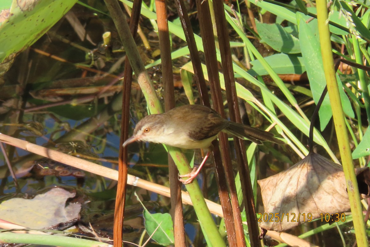 Prinia Sencilla - ML647175071