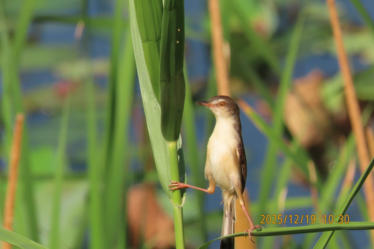 Prinia Sencilla - ML647175073