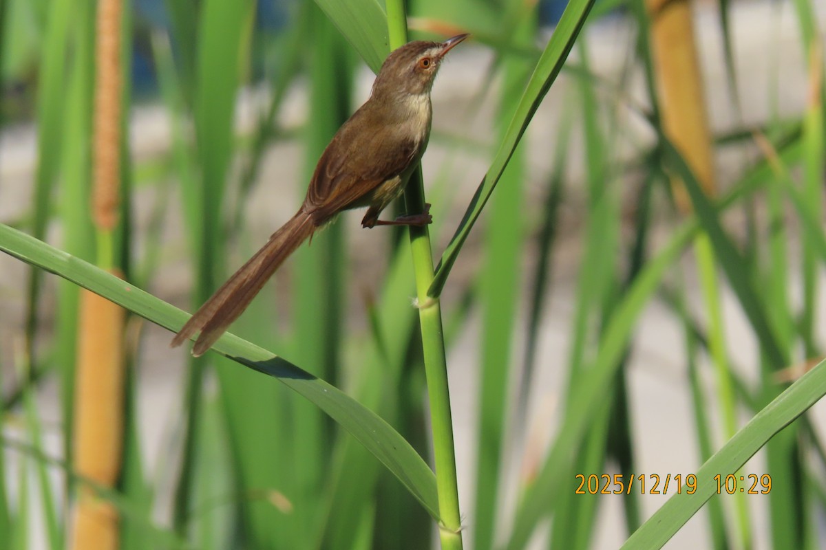 Prinia Sencilla - ML647175074